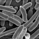 Bacterias E.Coli. Foto: Wikipedia